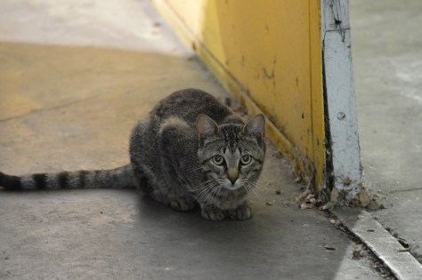 photo by Wolfgang Stearns