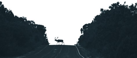 photo by Wolfgang Stearns