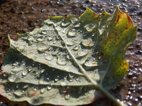 photo by Wolfgang Stearns