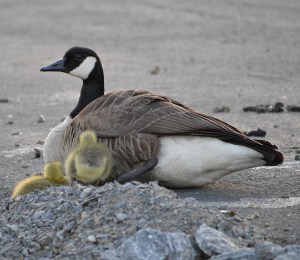 photo by Wolfgang Stearns