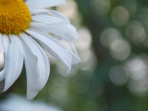 photo by Wolfgang Stearns