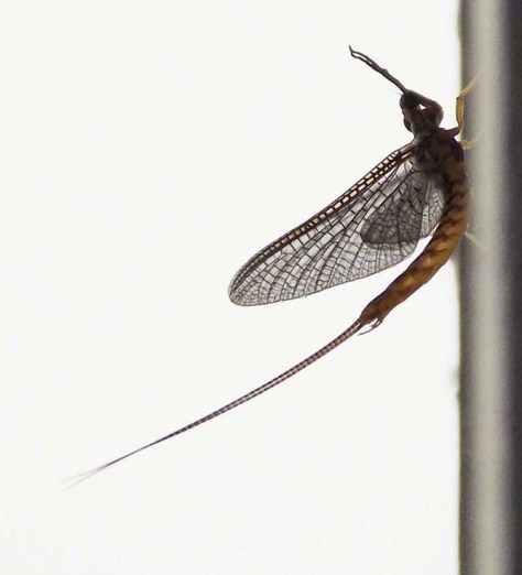 photo by Wolfgang Stearns