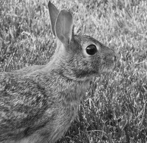 photo by Wolfgang Stearns