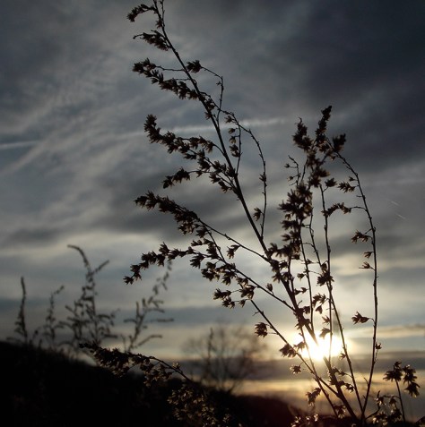 photo by Wolfgang Stearns