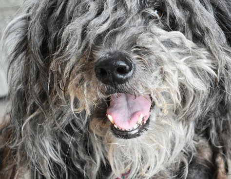 photo by Wolfgang Stearns