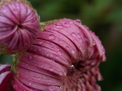 photo by Wolfgang Stearns