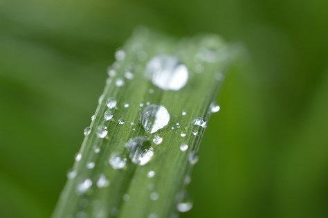 photo by Wolfgang Stearns