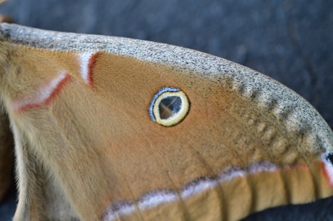 photo by Wolfgang Stearns