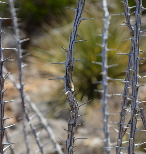 photo by Wolfgang Stearns