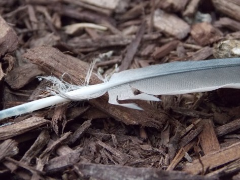 photo by Wolfgang Stearns