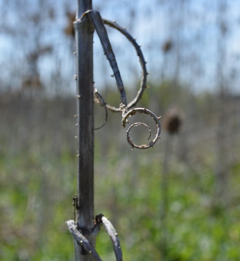 photo by Wolfgang Stearns