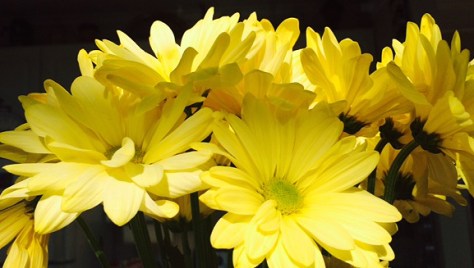 photo by Guinevere Stearns