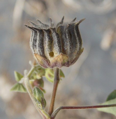 photo by Wolfgang Stearns