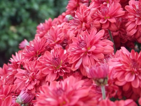 photo by Wolfgang Stearns