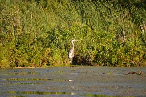 photo by Wolfgang Stearns
