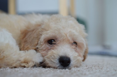 photo by Wolfgang Stearns