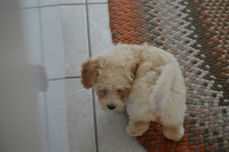 photo by Wolfgang Stearns