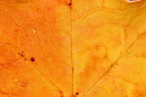 photo by Wolfgang Stearns