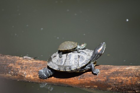 photo by Wolfgang Stearns