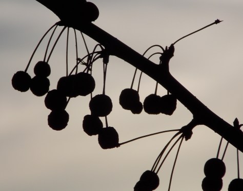 photo by Wolfgang Stearns