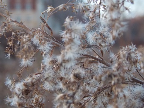 photo by Wolfgang Stearns