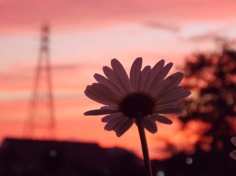 photo by Wolfgang Stearns