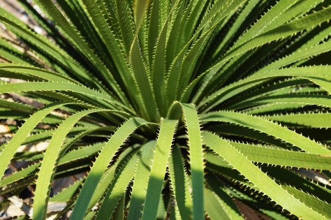 photo by Wolfgang Stearns