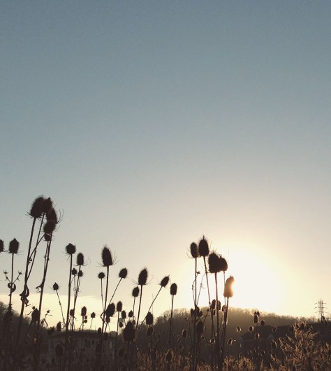 photo by Wolfgang Stearns