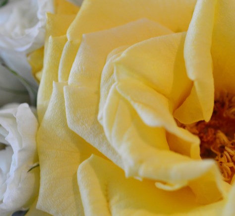 photo by Wolfgang Stearns