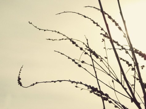 photo by Wolfgang Stearns