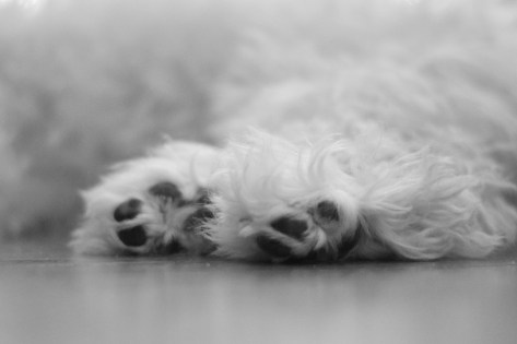 photo by Wolfgang Stearns