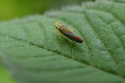 photo by Wolfgang Stearns