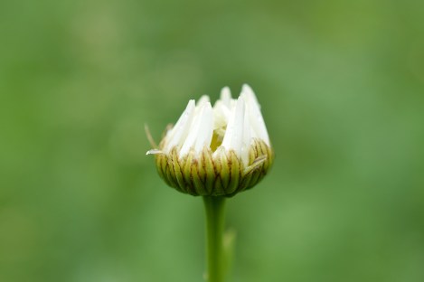 photo by Wolfgang Stearns