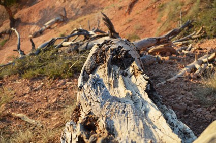 photo by Wolfgang Stearns