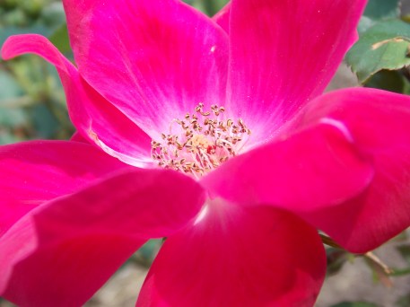 photo by Wolfgang Stearns