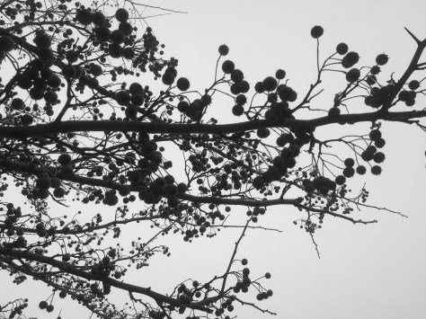 bittersweet against grey skies