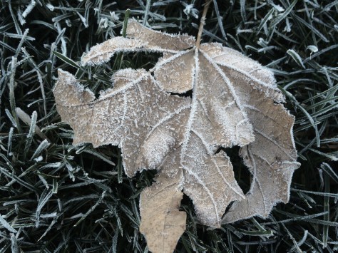 leaf w frost