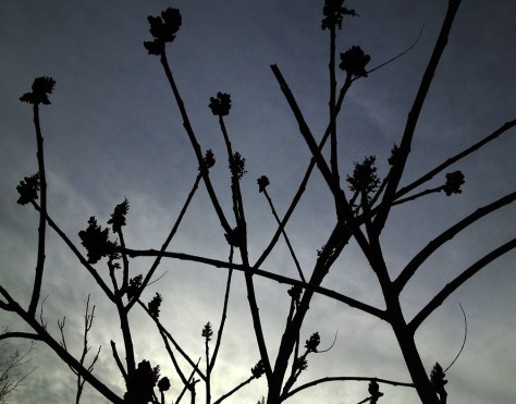 reeds against dusk blue sky