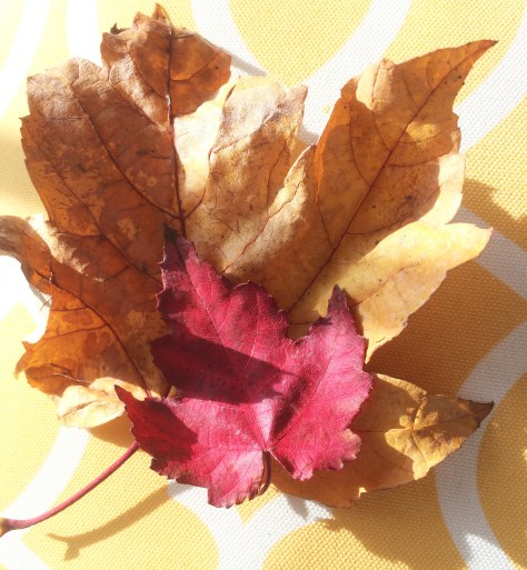 two leaves in the sun on pillow