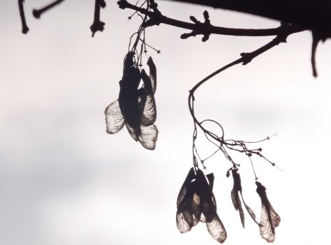 petals on trees winter