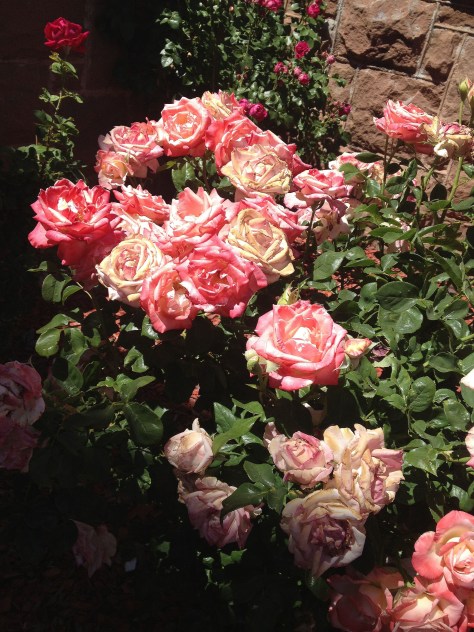 pink roses in the sun