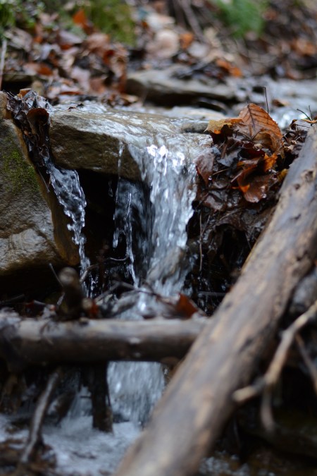 tiny water in forest
