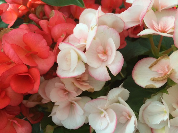 begonias