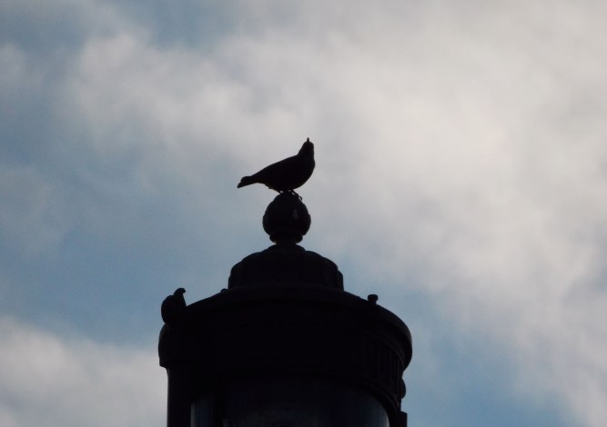 bird on light