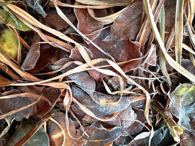 Frost on leaves2