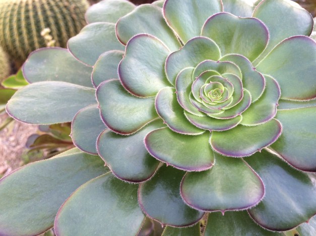succulant flower