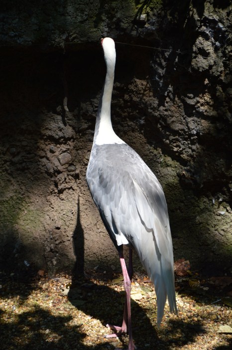 white bird at zoo