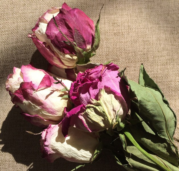 dried roses