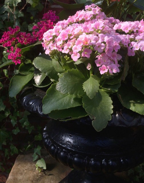 flowers in black pot