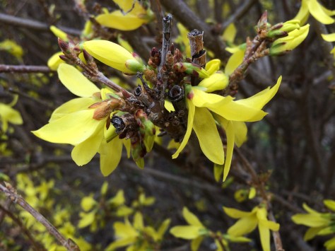 forsythia2016